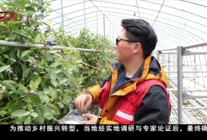 德格县八帮乡：产业转型谋新篇 高原沃土建新业