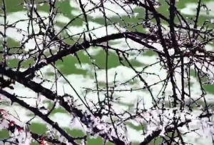 青海玛可河：长江源的冬日冰雪画卷