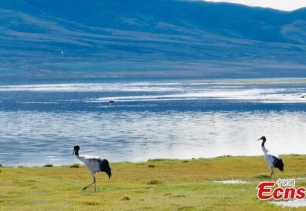 Black-necked cranes migrate to Qinghai for winter