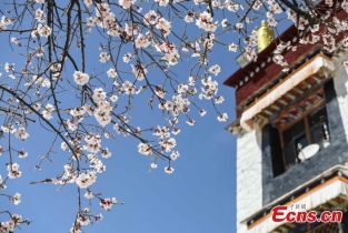 Spring scenery in Lhasa