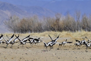 InPics: Tibet an ideal habitat for black-necked cranes