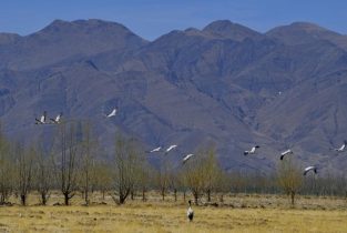 International Bird Day: Tibet, a paradise for birds (I)