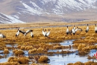 Black-necked cranes in Qinghai head for winter habitat