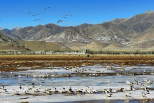Migratory birds seen in Lhasa, Tibet