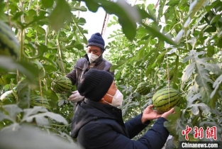Technology boosts watermelon planting in winter in NW China’s Gansu