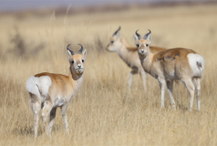 Rare gazelle species spotted on grassland near Qinghai Lake