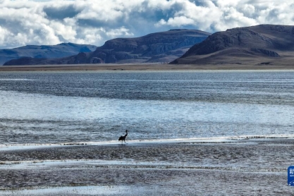 西藏：多慶湖邊的黑頸鶴