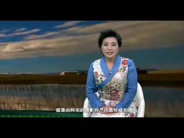 《岗日杂塘》阿坝专辑之一格桑啦