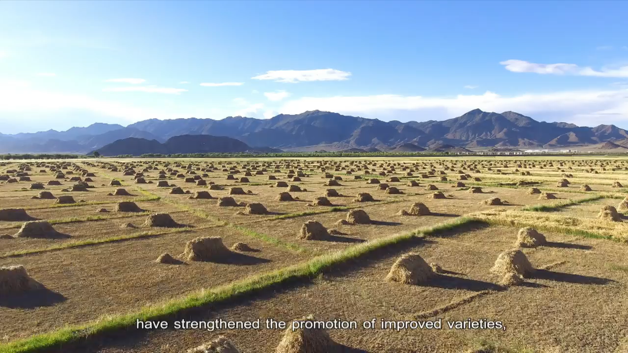 Nyima Tashi, the Highland Barley Director