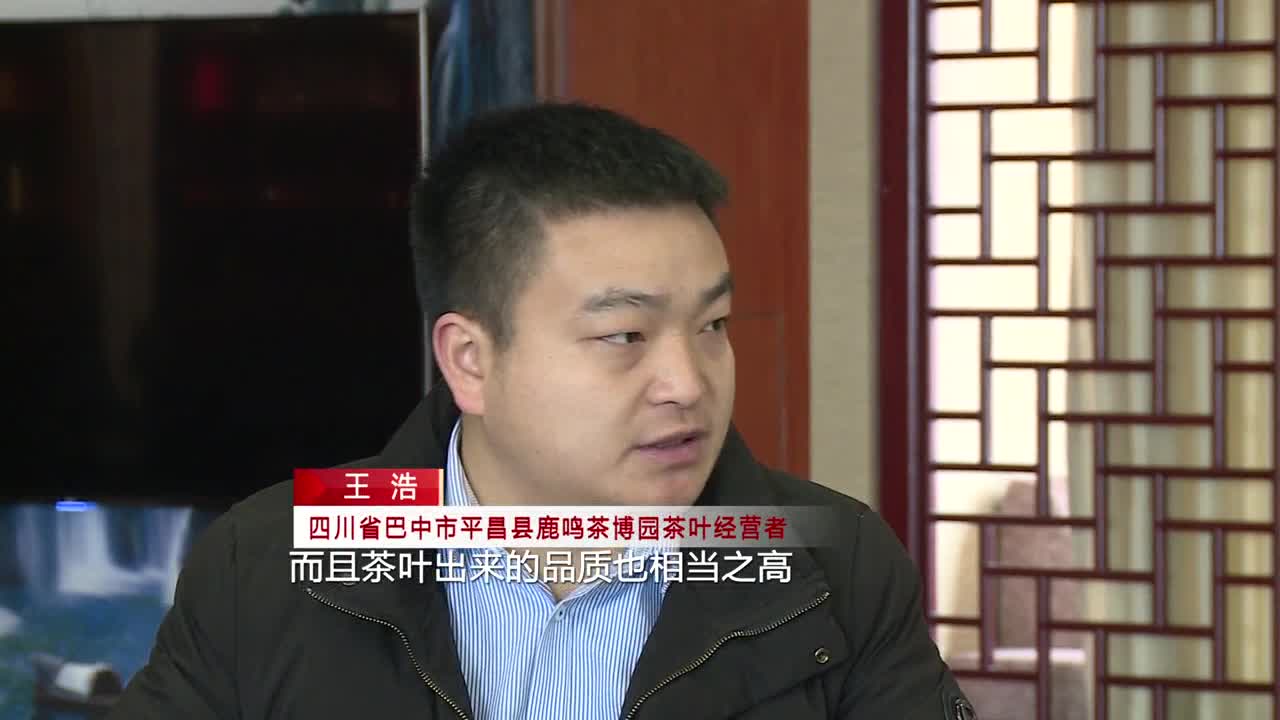【四川主播邊界行】春茶飄香 青年創客筑夢鄉村振興