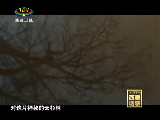 《西藏誘惑》森林之歌