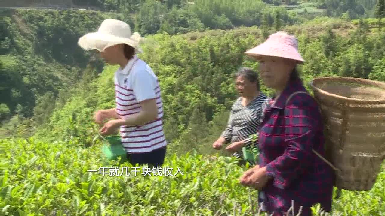 【四川主播邊界行】達州萬源市：錦繡茶旅圖 多彩巴山夢