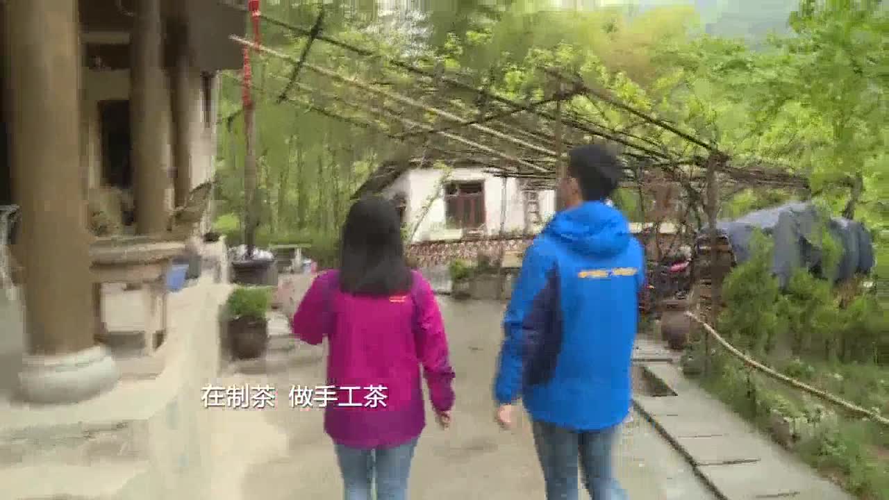 【四川主播邊界行】綿陽平武：以茶為媒 豆叩鄉叩開鄉村振興之門