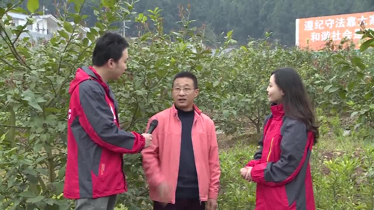 【四川主播邊界行】資陽市安岳縣：小小檸檬破題鄉村振興