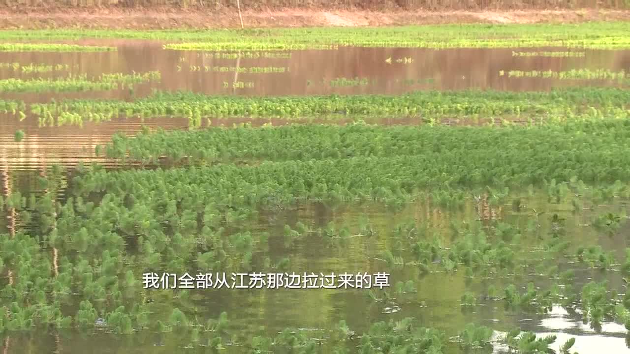 【四川主播邊界行】遂寧市安居區磨溪鎮板倉村：驕傲的村支書（下）