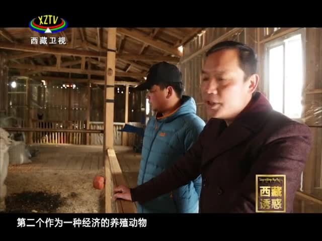 《西藏誘惑》高原上的動(dòng)物園