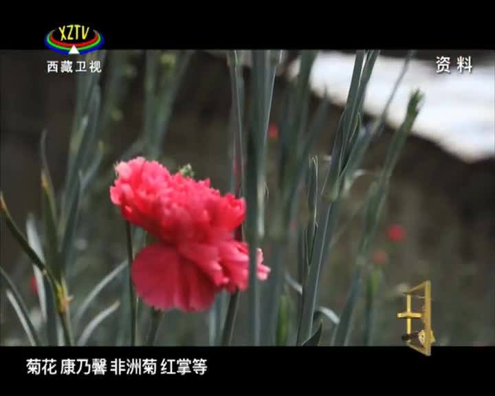 《西藏誘惑》科技致富崗德林