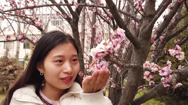 藏語小百科：桃花
