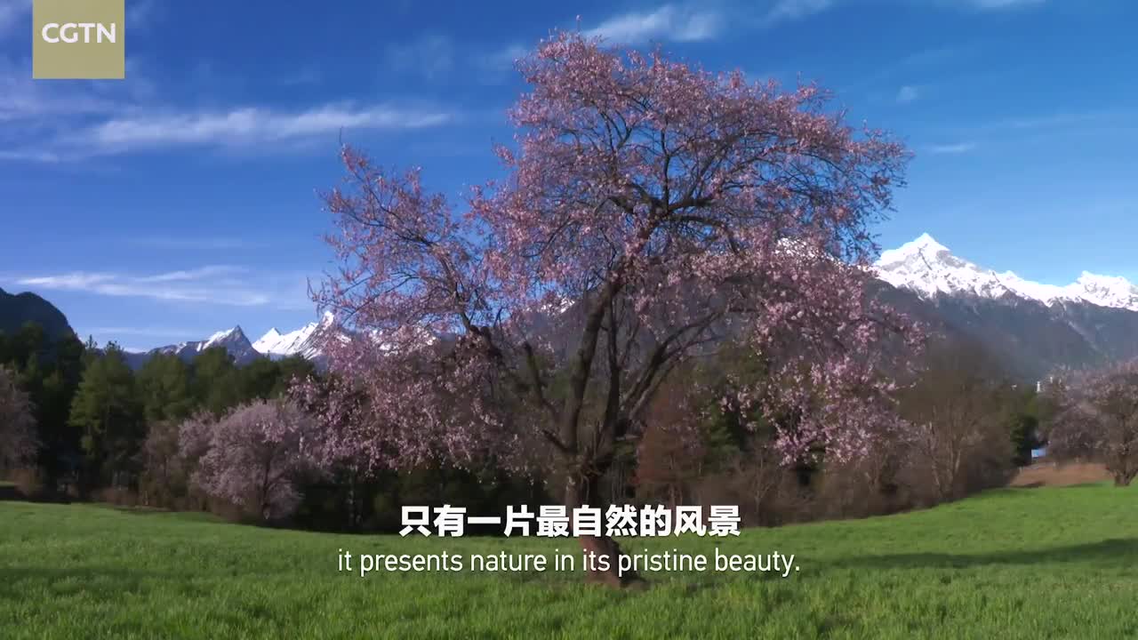 Southeastern Tibet Series |  Episode 10 Blossoming Highland