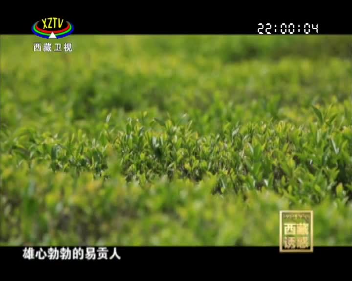 《西藏誘惑》高原茶谷