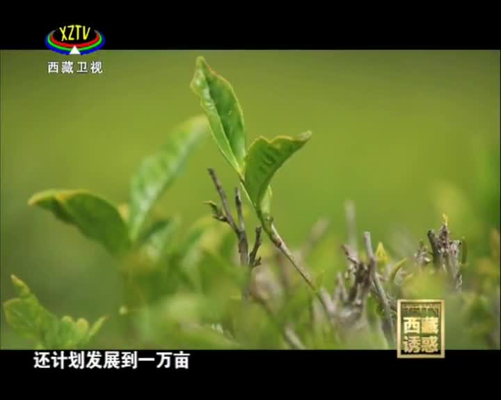 《西藏誘惑》高原茶谷