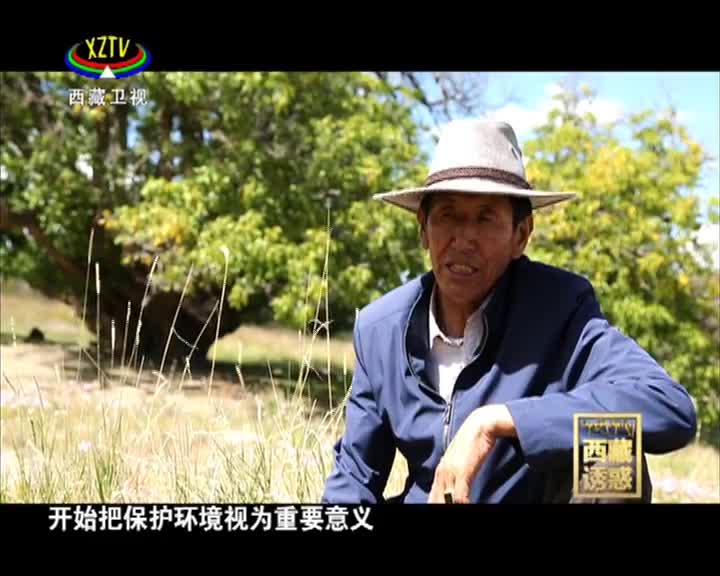 《西藏誘惑》核桃樹下胡達村