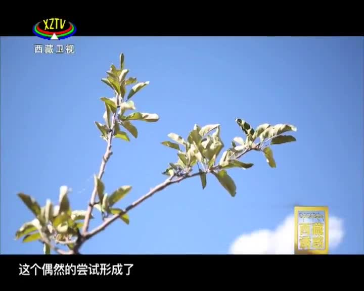 《西藏誘惑》紅色記憶——校園講解隊