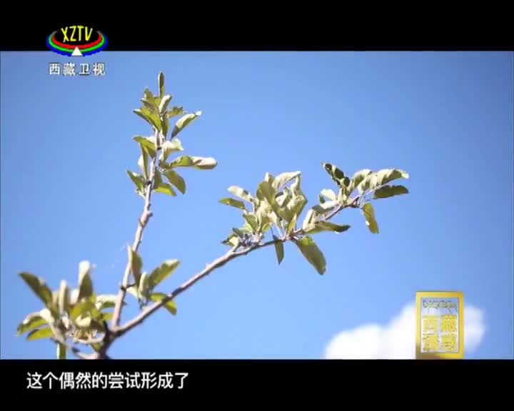 《西藏誘惑》紅色記憶——校園講解隊