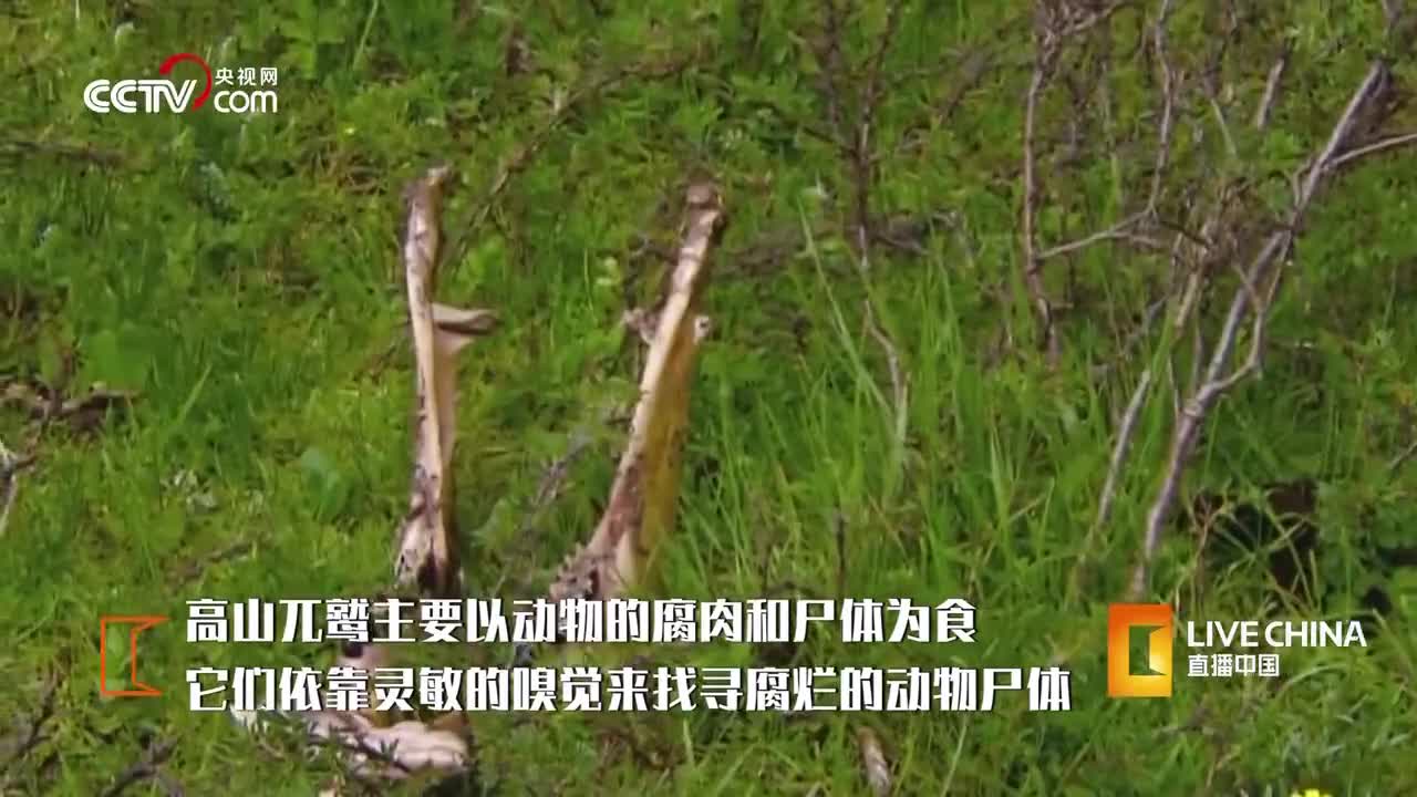 珠穆朗瑪峰臣服于它們 它們欲與天公試比高