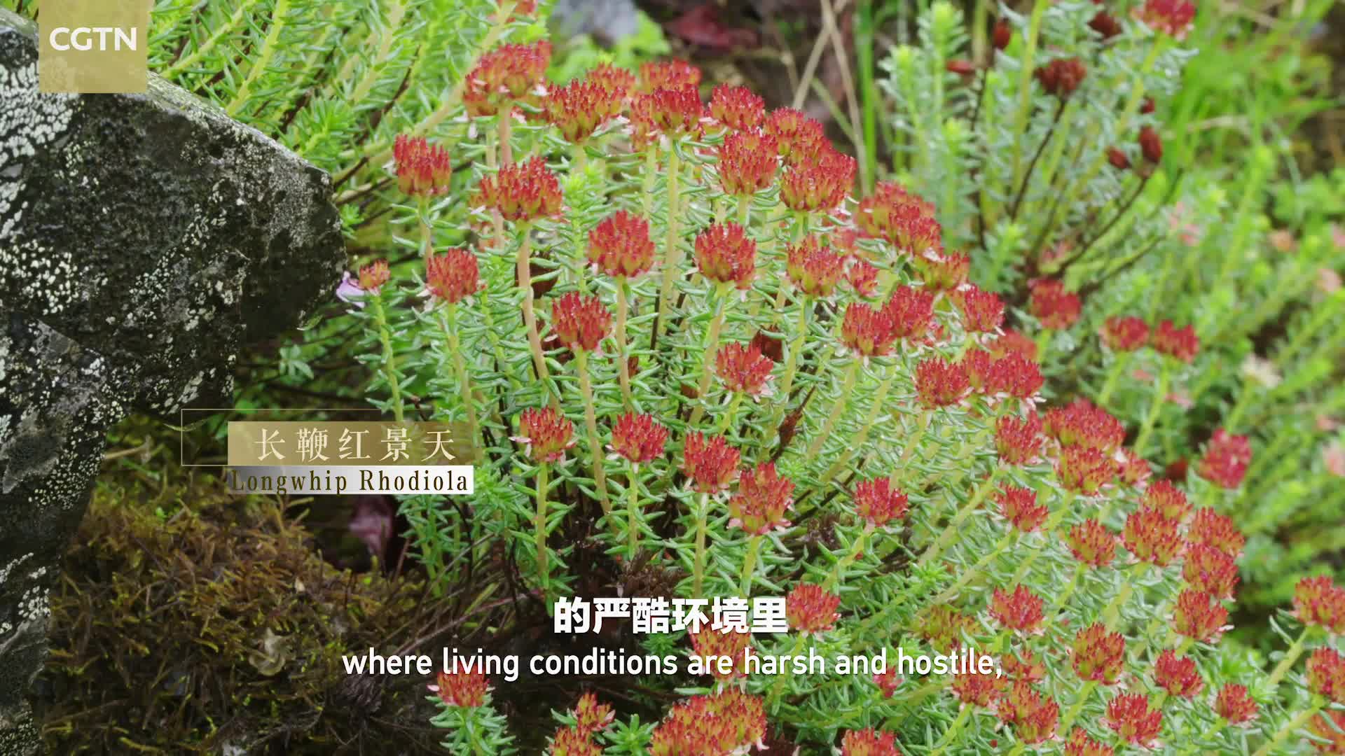 Three Parallel Rivers Series| Tougher Than Talus