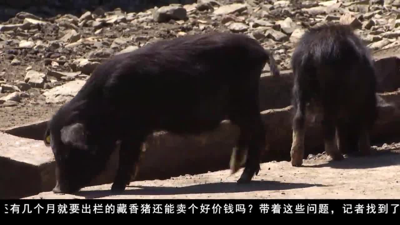 ཁམས་པའི་གསར་འགྱུར།  སྨད། ༼ ༢༠.༠༥.༢༤ ༽