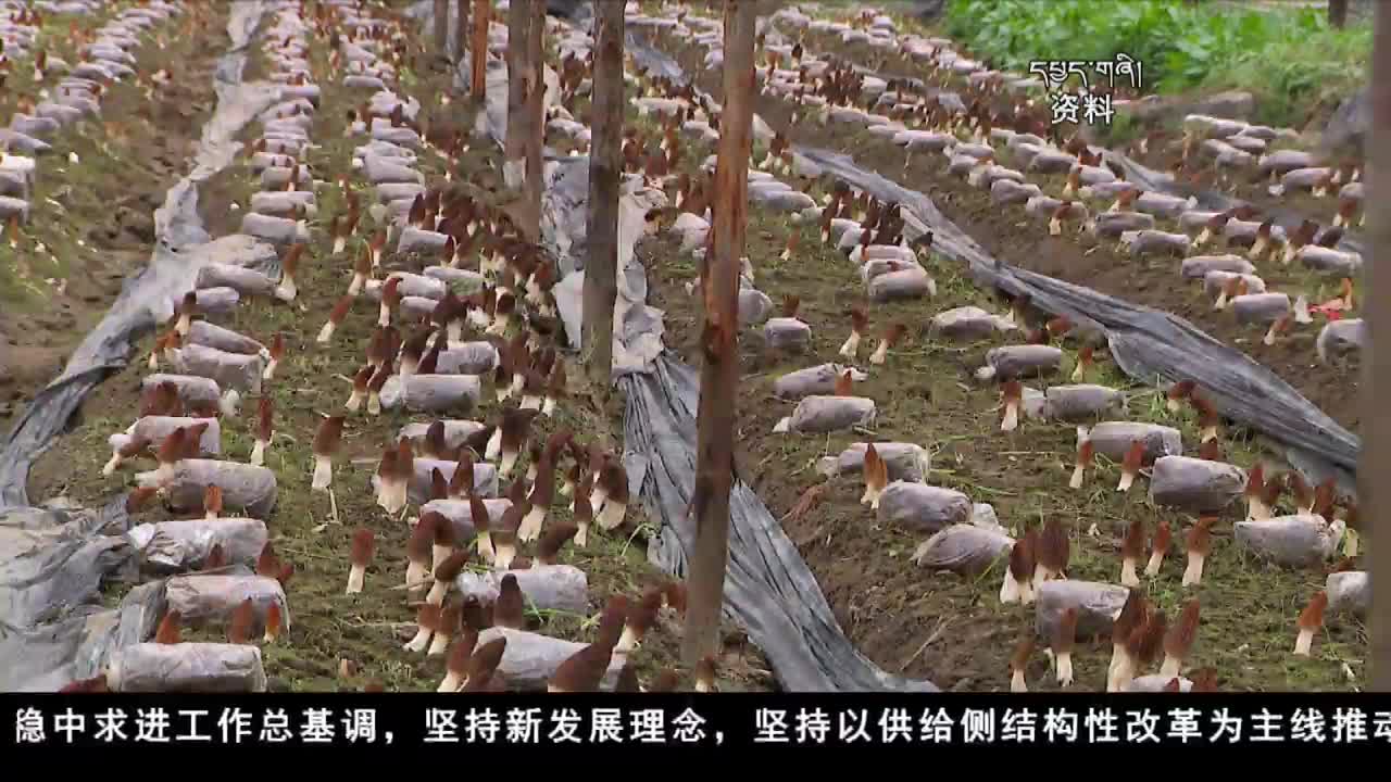 康巴卫视新闻（20.06.19）