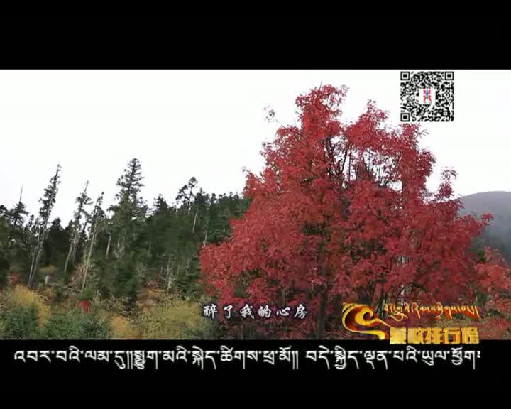 藏歌排行榜（藏語版1218）