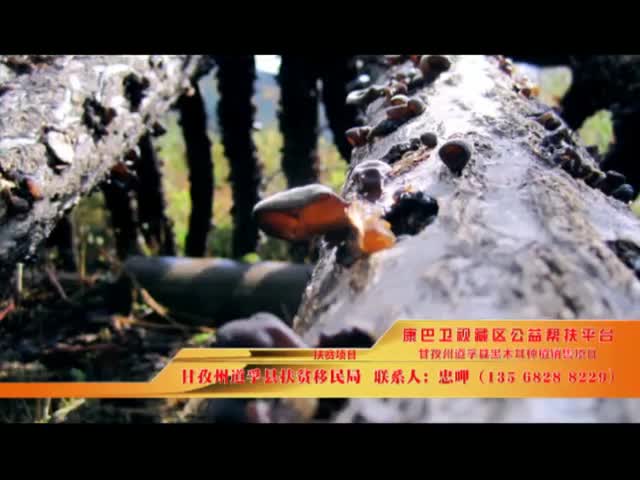 《康巴衛視藏區公益幫扶平臺》第四期 道孚縣黑木耳