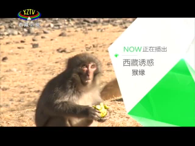 《西藏誘惑》猴緣