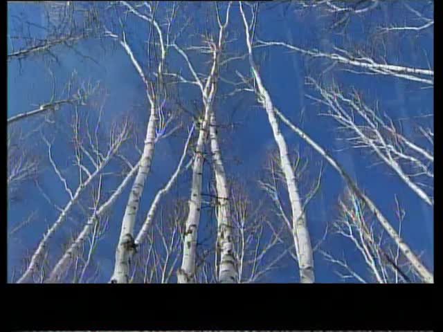 邹太明——世纪之恋