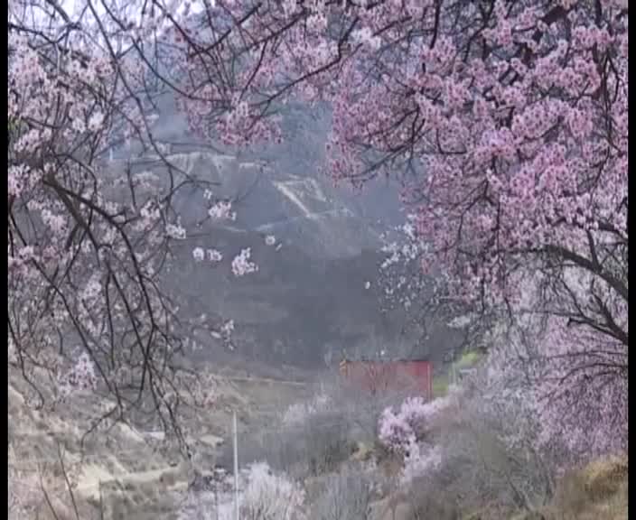 巴塘：桃色妖嬈 步步暗香