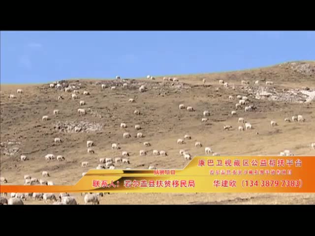《康巴衛(wèi)視藏區(qū)公益幫扶平臺(tái)》第三十二期 若爾蓋縣麥溪鄉(xiāng)藏系綿羊銷售項(xiàng)目