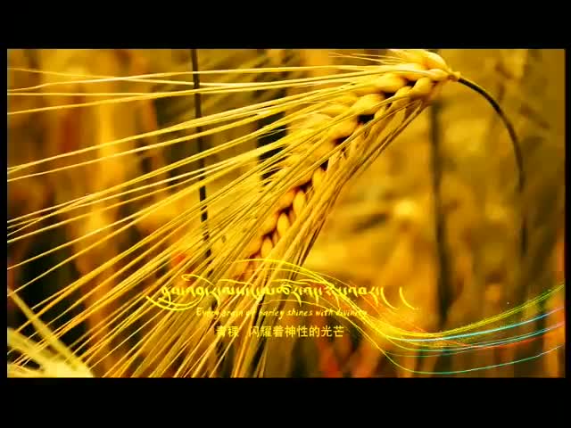 崗日雜塘宣傳片3