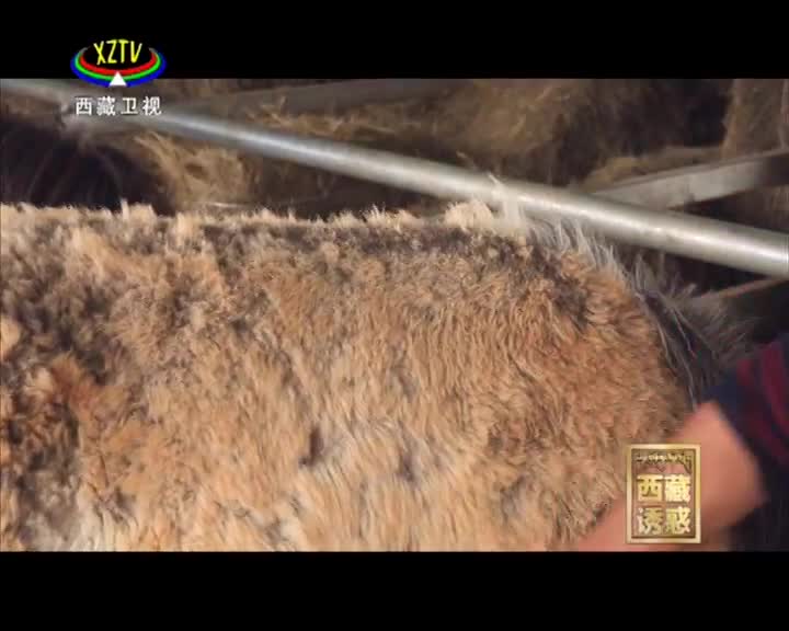 《西藏誘惑》《戲里戲外》 第四集 平凡之路