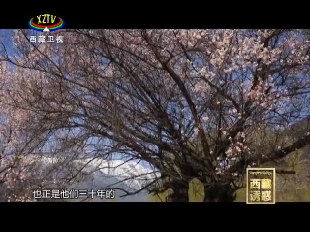 《西藏誘惑》桃花緣 歲月情