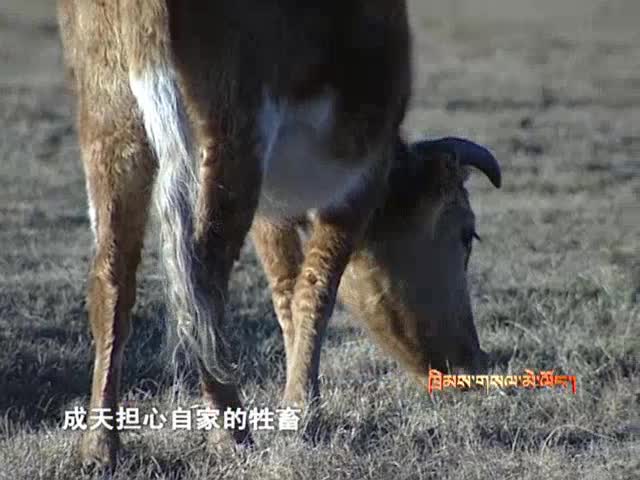 盗牛团伙覆灭记（12.26）