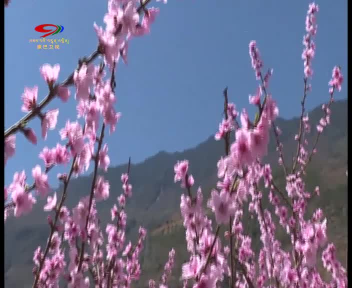 瀘定：春花爛漫 芳香四溢