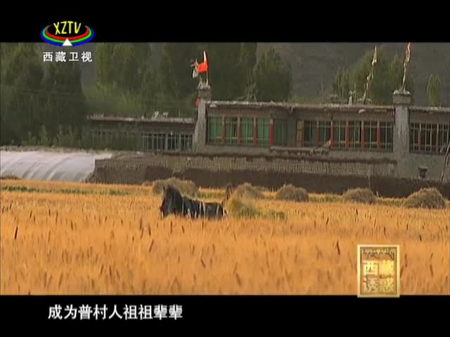 《西藏誘惑》紫青稞