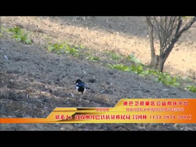 《康巴衛(wèi)視藏區(qū)公益幫扶平臺(tái)》第二十七期 甘孜州岳扎鄉(xiāng)中納頂村紫皮馬鈴薯項(xiàng)目
