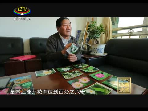 《西藏誘惑》荷花的守望者