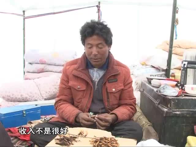 依法规范管理 发展虫草经济（8.22）