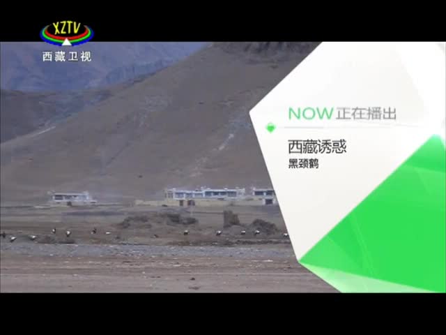 《西藏誘惑》黑頸鶴守護(hù)者