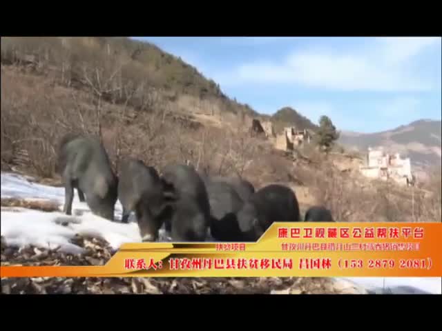 《康巴衛(wèi)視藏區(qū)公益幫扶平臺(tái)》第三十期 甘孜州丹巴縣臘月山三村藏香豬銷售項(xiàng)目
