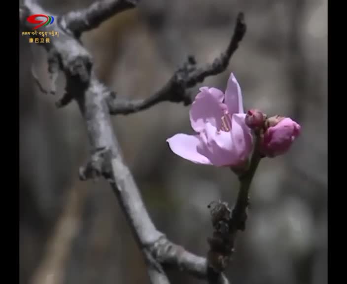 畫上東壩  居民座落桃花園
